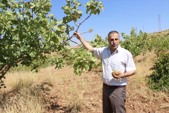 Olumsuz hava koşulları fıstıkta verimi düşürdü