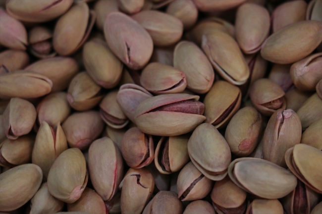 Olumsuz hava koşulları fıstıkta verimi düşürdü