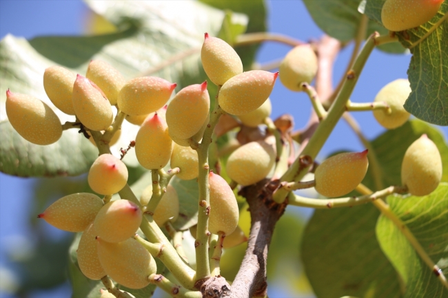 Olumsuz hava koşulları fıstıkta verimi düşürdü