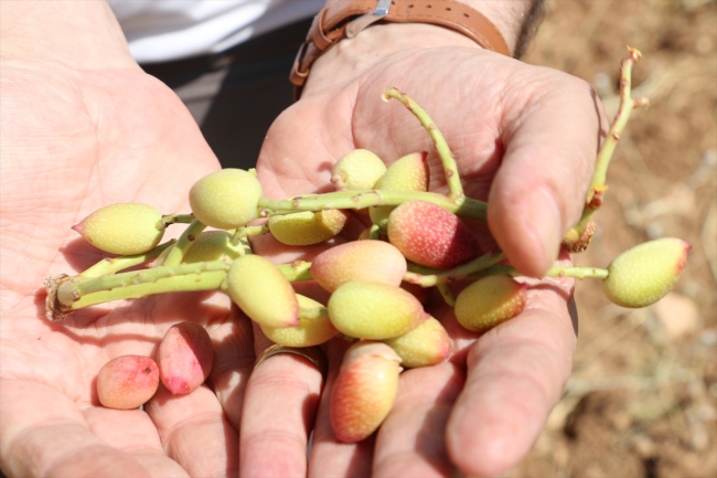 Olumsuz hava koşulları fıstıkta verimi düşürdü