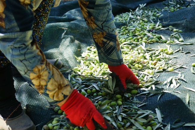 Edremit Körfezi'nde zeytin hasadı erken başladı