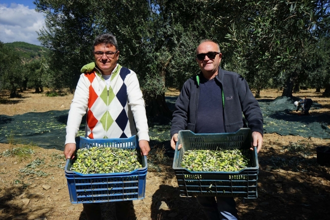 Edremit Körfezi'nde zeytin hasadı erken başladı