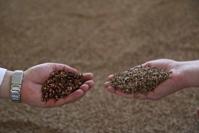 Şanlıurfa isotundan sabun yapıldı