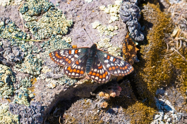 "12 bin yaşındaki" kelebek Ağrı Dağı'nda yeniden görüntülendi