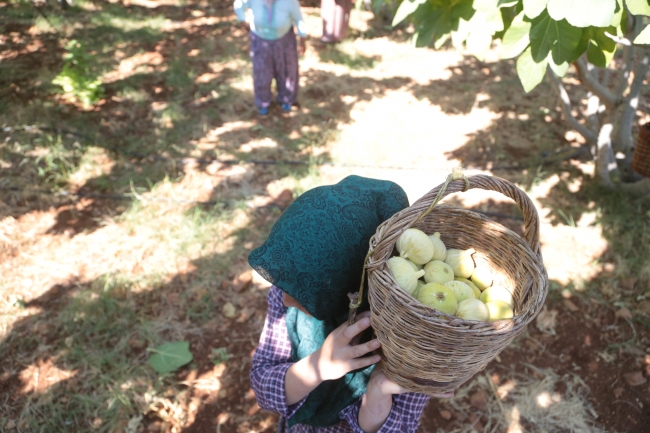 Kahramanmaraş'ın Abbas inciri tescillenecek