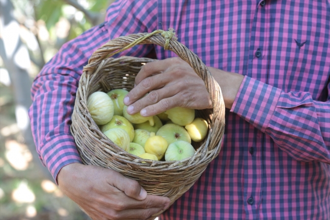 Kahramanmaraş'ın Abbas inciri tescillenecek