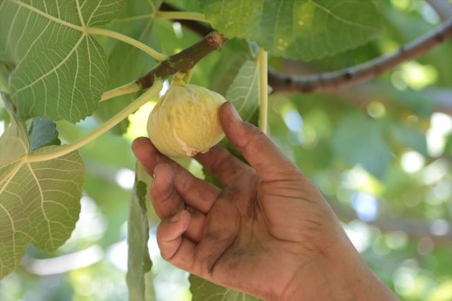 Kahramanmaraş'ın Abbas inciri tescillenecek