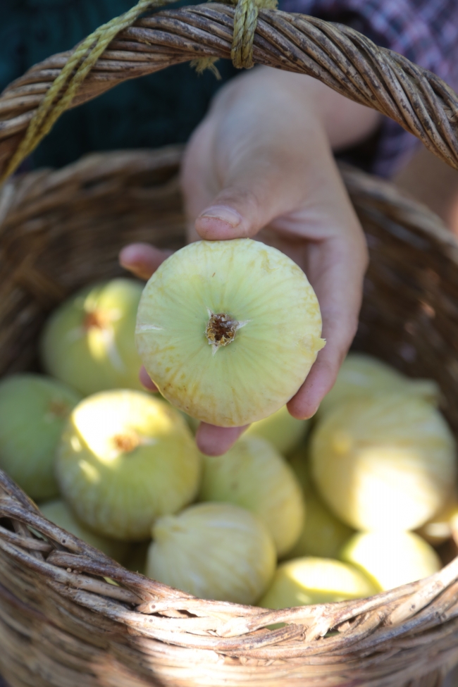 Kahramanmaraş'ın Abbas inciri tescillenecek