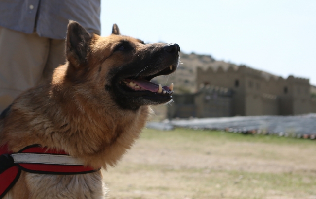 Kazı ekibi sokak köpeklerine sahip çıktı
