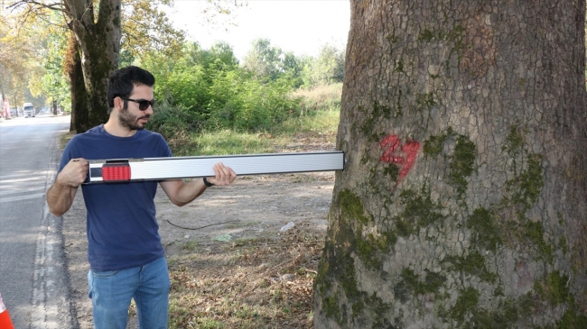 Asırlık ağaçların röntgeni çekildi