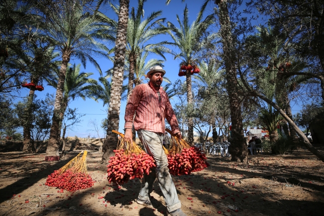 Gazze'de hurma hasadı