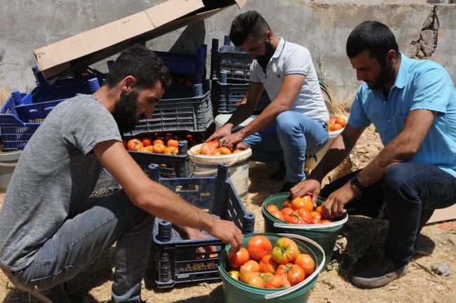 Çorak araziye can verdi tonlarca ürün elde etti