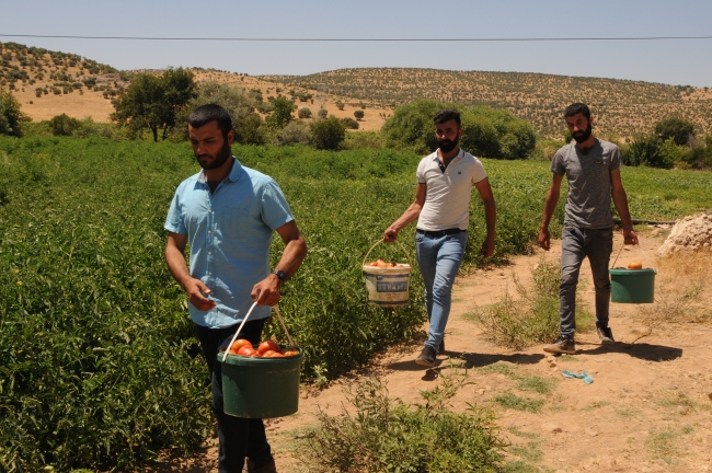 Çorak araziye can verdi tonlarca ürün elde etti