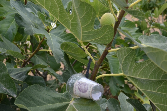 Yıllar önce yediği incir için ağaca para bıraktı