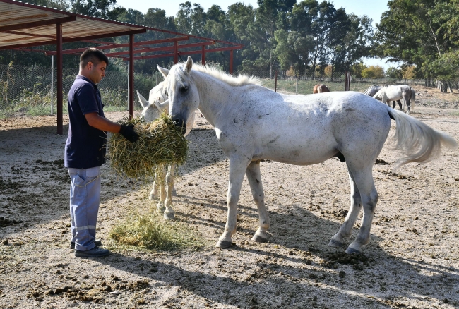 Faytona koşulan atların yeni evi Doğal Yaşam Parkı oldu