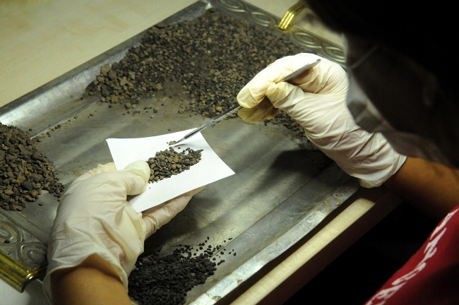 Norik Höyük'te 3 bin yıllık buğday bulundu