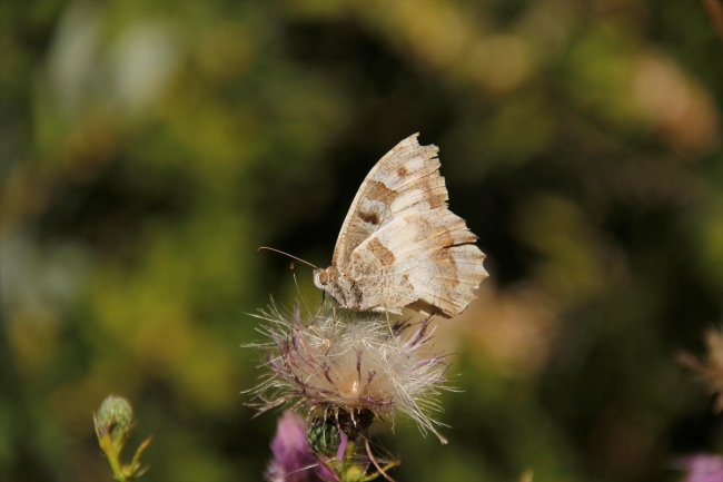 Doğanın göz kamaştıran güzelliği: Cadı kelebeği