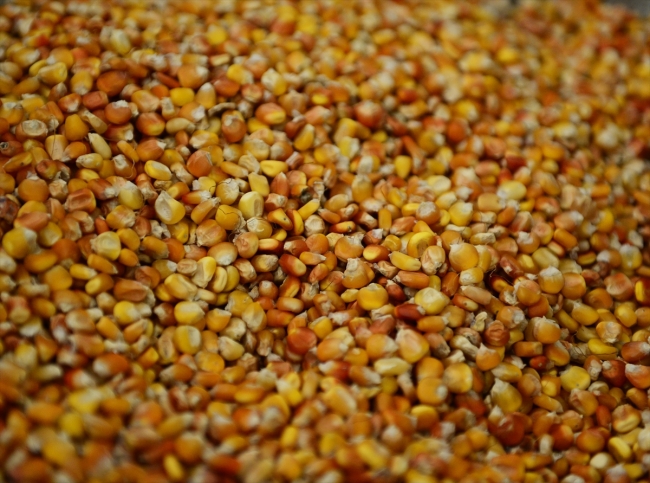 Yedideğirmenler'de mısır unu mesaisi