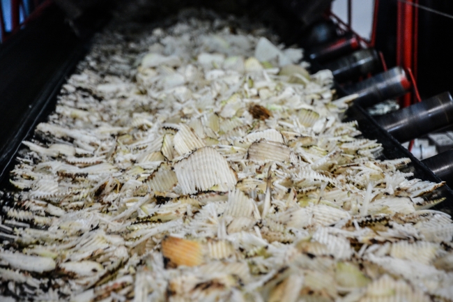 Şeker pancarının sofralara tatlı yolculuğu başladı