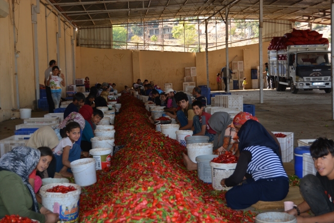 Gaziantep'in pul biberi 91 ülkeye ihraç edildi