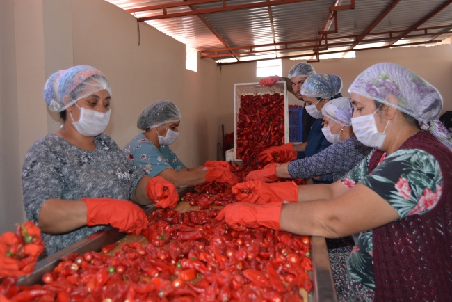 Gaziantep'in pul biberi 91 ülkeye ihraç edildi