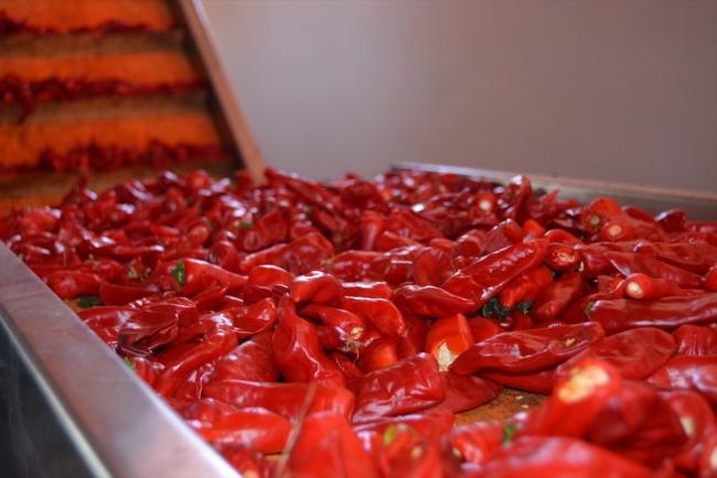 Gaziantep'in pul biberi 91 ülkeye ihraç edildi