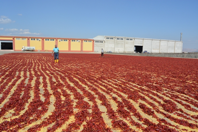 Gaziantep'in pul biberi 91 ülkeye ihraç edildi