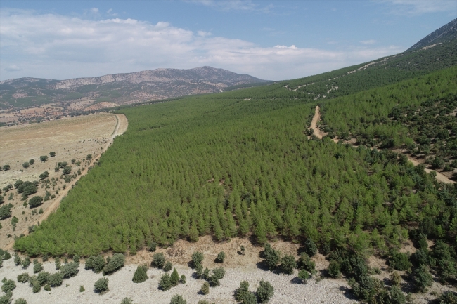 Orman Genel Müdürlüğü: Tırtıl zararıyla ormanlar yok olmaz