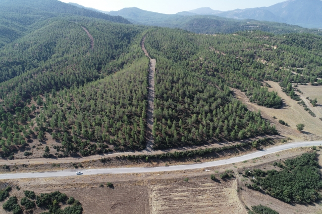 Orman Genel Müdürlüğü: Tırtıl zararıyla ormanlar yok olmaz
