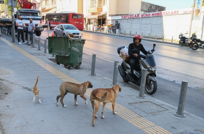 Sokak hayvanlarını doyurmak için motosikletiyle İzmir'i turluyor