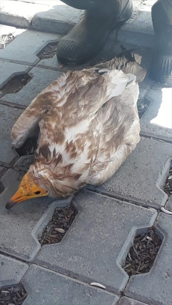 Siirt'te Mısır Akbabası bulundu