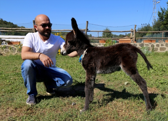 Minik Serçe'nin Bozası yaşama tutunmaya çalışıyor