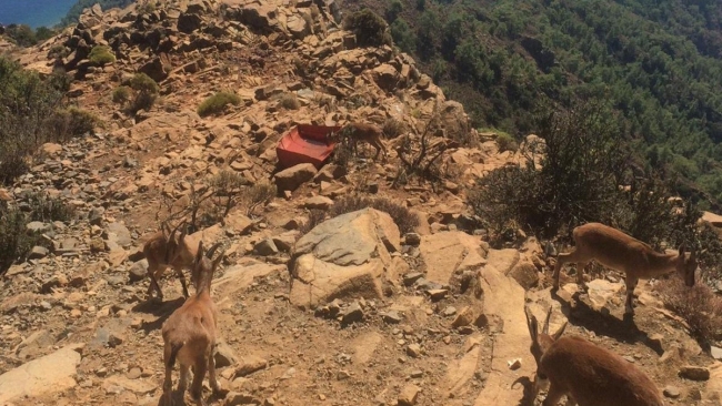 Askerler atık malzemelerden hayvanlar için suluk yaptı
