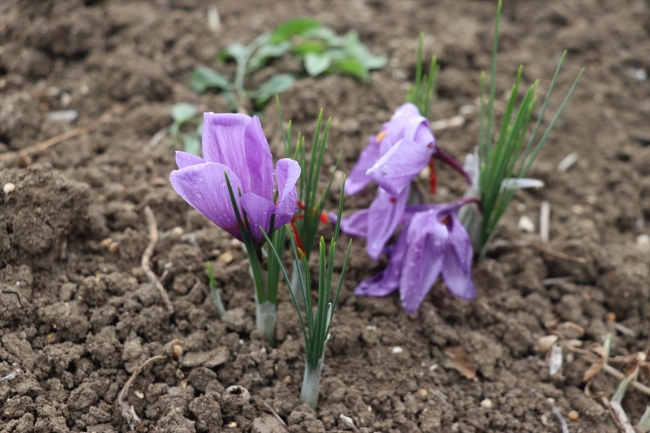 Mucize bitki safranda hasat zamanı