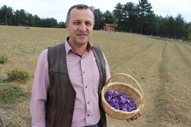 Mucize bitki safranda hasat zamanı