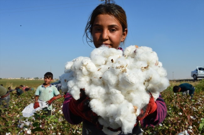 Pamuk diyarı Şanlıurfa'da yüksek rekolte sevinci
