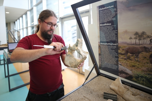 "Kayseri'deki fosiller yeni bir türe ait olabilir"
