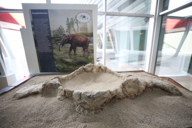 "Kayseri'deki fosiller yeni bir türe ait olabilir"