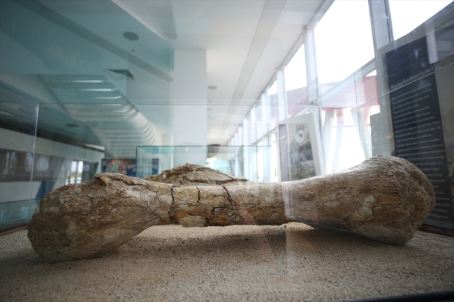 "Kayseri'deki fosiller yeni bir türe ait olabilir"