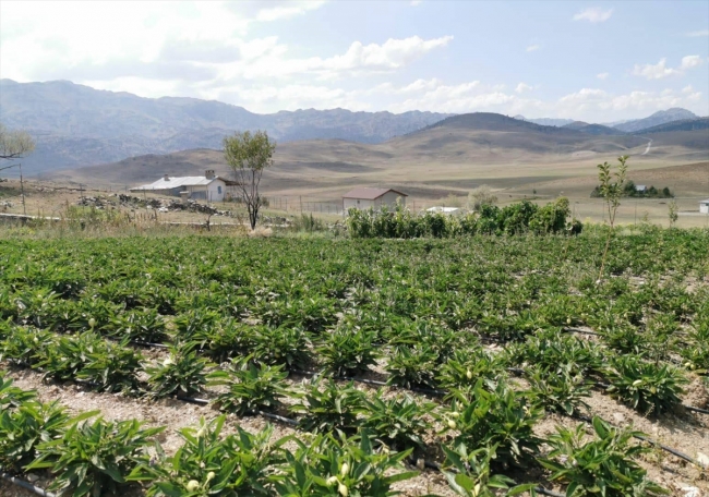 Konya Bozkır İlçesinde Papino ilk hasadı Fotoğraf: AA