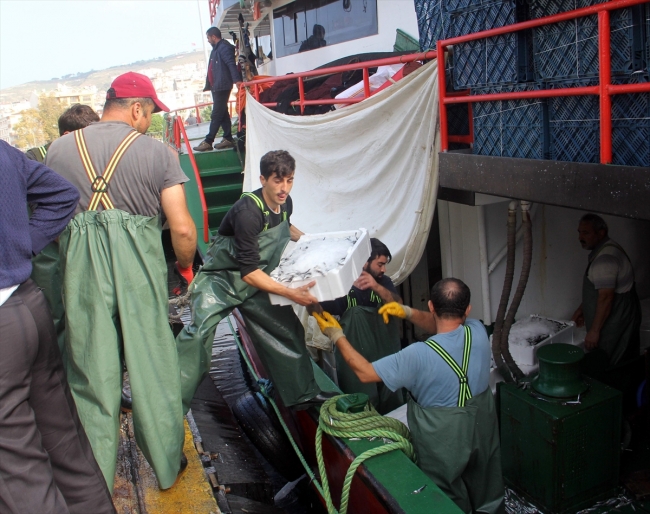 Kilosu 5 liraya düşen hamsi tüketiciyi sevindirdi