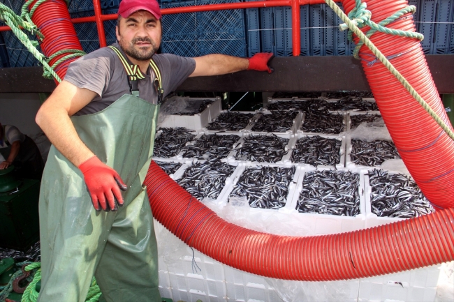 Kilosu 5 liraya düşen hamsi tüketiciyi sevindirdi