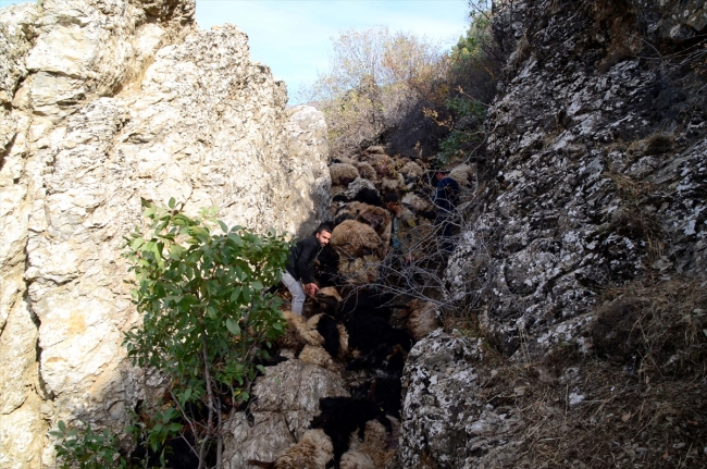 Bitlis'te uçurumdan düşen 315 koyun telef oldu