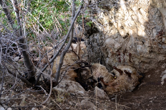 Bitlis'te uçurumdan düşen 315 koyun telef oldu