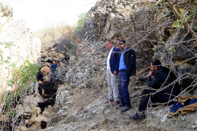 Bitlis'te uçurumdan düşen 315 koyun telef oldu