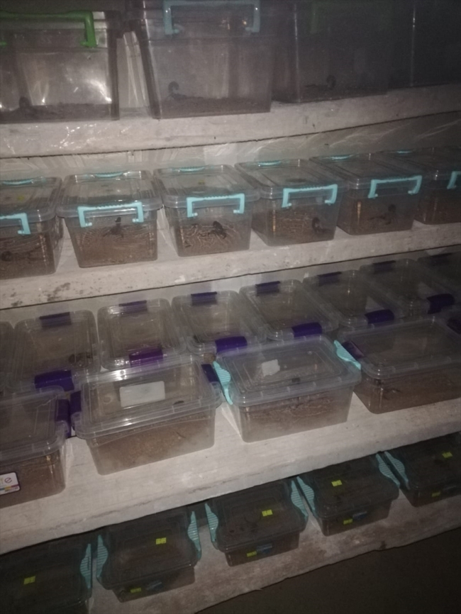 Mardin'de bir evde 217 akrep ele geçirildi