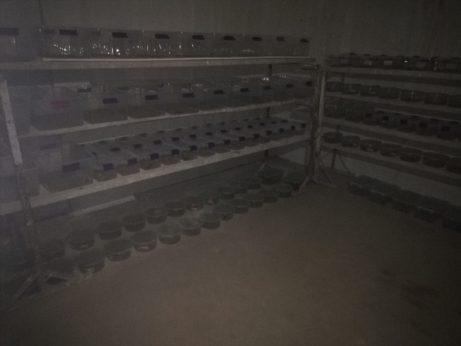 Mardin'de bir evde 217 akrep ele geçirildi