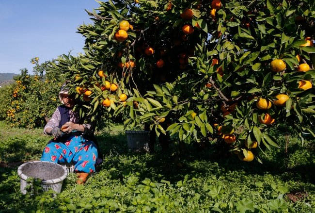 Fotoğraf: AA, İzmir