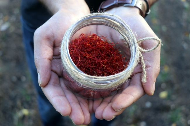 Amasyalı çiftçinin safranda deneme ekimi olumlu sonuç verdi