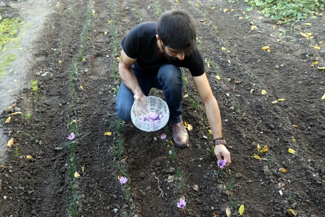 Amasyalı çiftçinin safranda deneme ekimi olumlu sonuç verdi